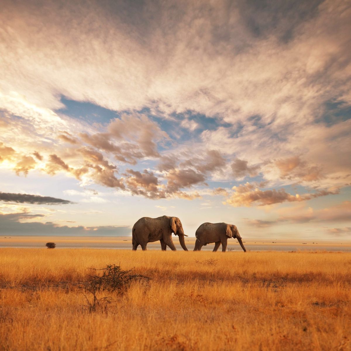 African Bush Elephant Over Savannah African Bush Elephant Over Savannah