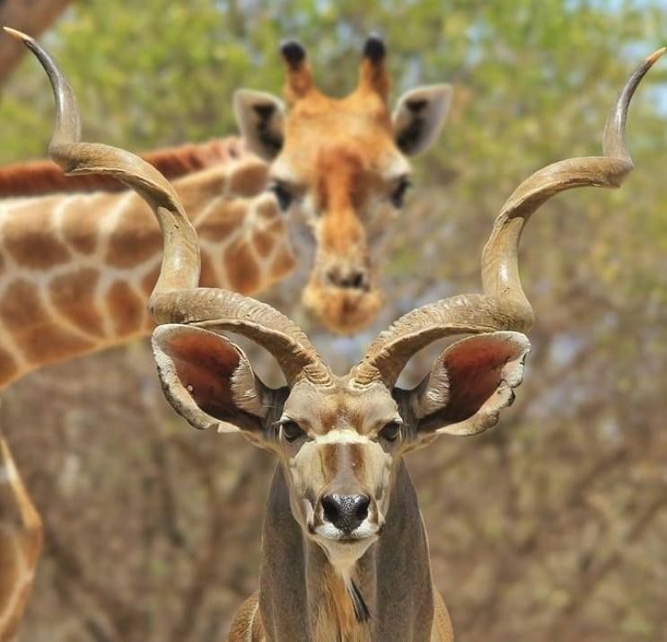 Maasai Giraffe Bongo Maasai Giraffe Bongo