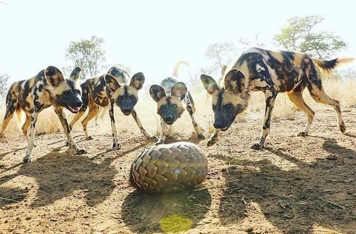 Wild Dogs Pangolin Wild Dogs Pangolin